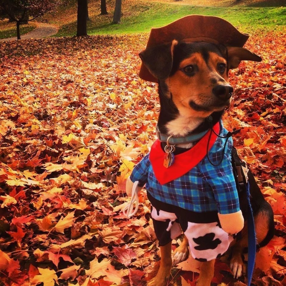 Dog Cowboy Halloween Costume